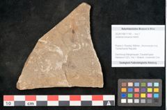 Foto (Objekt + Etikett) von Jordania moravica Helmh. (NHMW-GEO-2024-0188-11140)